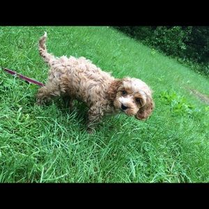 Meet your Posher, Sofia